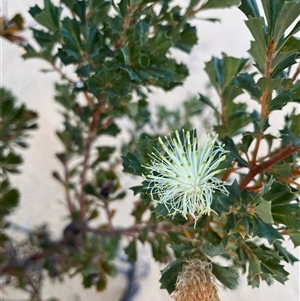 Banksia sessilis var. cygnorum at Nambung, WA - 13 Sep 2024 06:31 AM