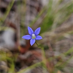 Wahlenbergia sp. (Bluebell) at Bombay, NSW - 17 Dec 2024 by MatthewFrawley