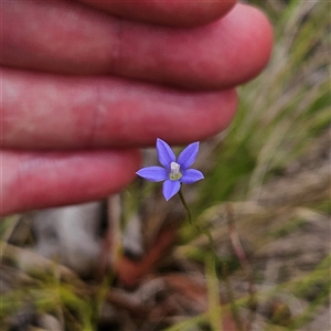 Wahlenbergia sp. at Bombay, NSW - 17 Dec 2024 11:01 AM