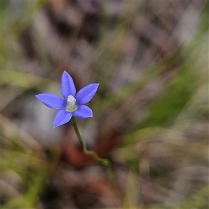 Wahlenbergia sp. at Bombay, NSW - 17 Dec 2024 11:01 AM