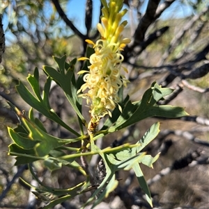 Grevillea synapheae subsp. pachyphylla at Badgingarra, WA - 12 Sep 2024 12:27 PM