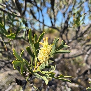 Grevillea synapheae subsp. pachyphylla at Badgingarra, WA - 12 Sep 2024 12:27 PM