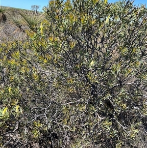 Grevillea synapheae subsp. pachyphylla at Badgingarra, WA - 12 Sep 2024 12:27 PM