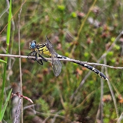 Hemigomphus sp. (genus) (Vicetail) at Bombay, NSW - 17 Dec 2024 by MatthewFrawley