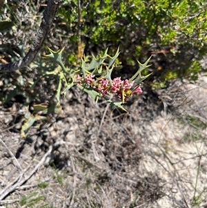 Hakea neospathulata at Badgingarra, WA - 12 Sep 2024 12:29 PM