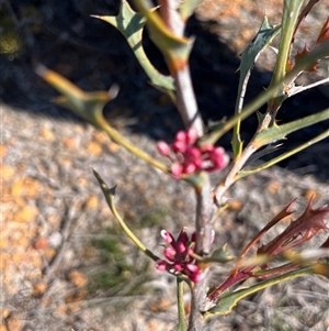 Hakea neospathulata at Badgingarra, WA - 12 Sep 2024 12:29 PM