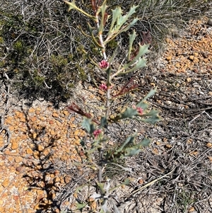 Hakea neospathulata at Badgingarra, WA - 12 Sep 2024 12:29 PM