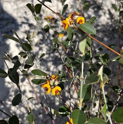 Gastrolobium axillare at Badgingarra, WA - 12 Sep 2024 by GG