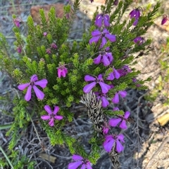 Tetratheca confertifolia at Badgingarra, WA - 12 Sep 2024 by GG