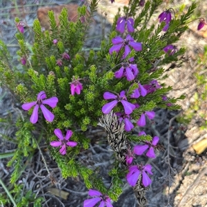 Unidentified Plant at Badgingarra, WA by GG