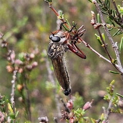 Zosteria sp. (genus) (Common brown robber fly) at Bombay, NSW - 17 Dec 2024 by MatthewFrawley