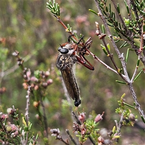 Zosteria sp. (genus) at Bombay, NSW - 17 Dec 2024