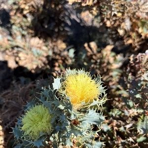 Unidentified Plant at Badgingarra, WA by GG