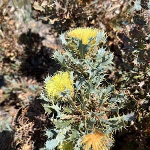 Banksia sessilis at Badgingarra, WA - 12 Sep 2024 11:40 AM