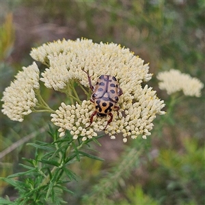 Neorrhina punctata (Spotted flower chafer) at Bombay, NSW by MatthewFrawley