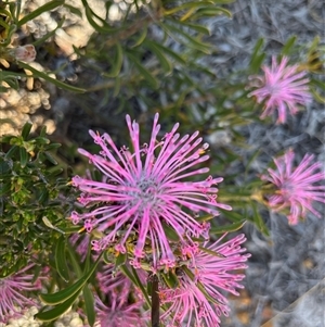 Unidentified Plant at Badgingarra, WA by GG