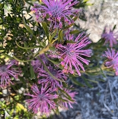 Isopogon linearis at Badgingarra, WA - 12 Sep 2024 11:39 AM