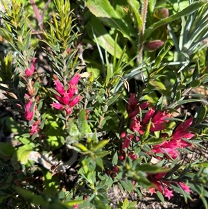 Unidentified Plant at Badgingarra, WA by GG