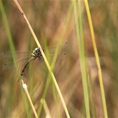 Parasynthemis regina (Royal Tigertail) at Throsby, ACT - 17 Dec 2024 by TCosta