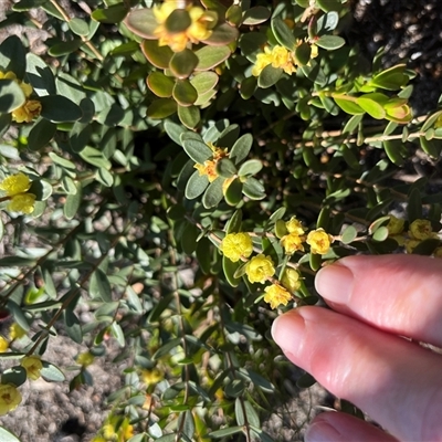 Phyllanthus calycinus (False Boronia) at Badgingarra, WA - 12 Sep 2024 by GG