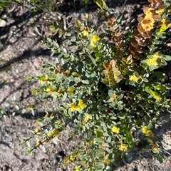 Phyllanthus calycinus at Badgingarra, WA - 12 Sep 2024 10:40 AM