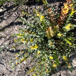 Phyllanthus calycinus at Badgingarra, WA - 12 Sep 2024 10:40 AM