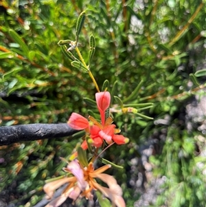 Lambertia multiflora var. multiflora at Badgingarra, WA - 12 Sep 2024 10:39 AM