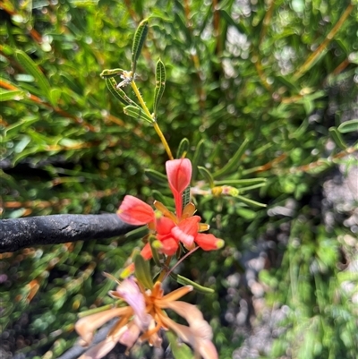 Lambertia multiflora var. multiflora at Badgingarra, WA - 12 Sep 2024 by GG