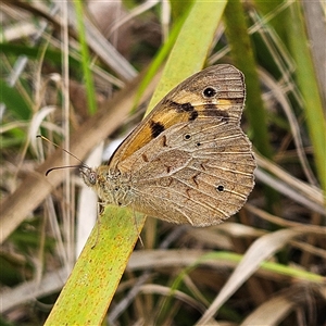 Heteronympha merope at Bombay, NSW - 17 Dec 2024