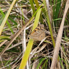 Heteronympha merope at Bombay, NSW - 17 Dec 2024