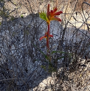 Anigozanthos humilis subsp. humilis at Cooljarloo, WA - 12 Sep 2024 10:23 AM