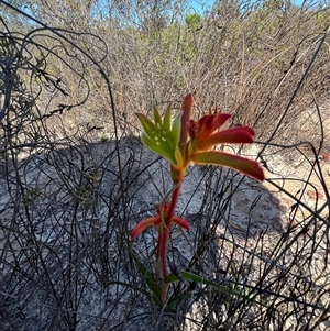 Unidentified at suppressed - 12 Sep 2024