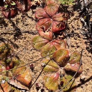 Unidentified Plant at Cooljarloo, WA by GG