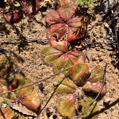 Drosera magna at Cooljarloo, WA - 12 Sep 2024 by GG