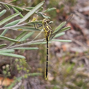 Austrogomphus guerini at Bombay, NSW - 17 Dec 2024 10:52 AM