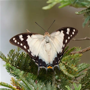 Charaxes sempronius (Tailed Emperor) at Forde, ACT by DPRees125