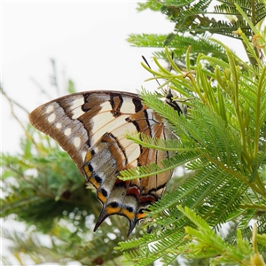 Charaxes sempronius at Forde, ACT - 17 Dec 2024 09:47 AM