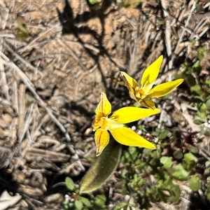 Caladenia flava at Cooljarloo, WA - suppressed