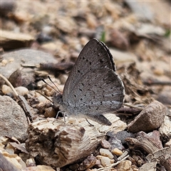 Erina acasta (Blotched Dusky-blue) at Bombay, NSW - 17 Dec 2024 by MatthewFrawley