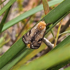 Epicoma contristis at Bombay, NSW - 17 Dec 2024