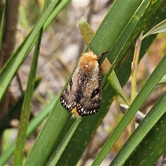 Epicoma contristis at Bombay, NSW - 17 Dec 2024