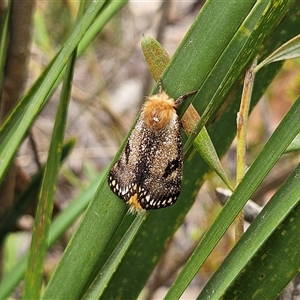 Epicoma contristis at Bombay, NSW - 17 Dec 2024