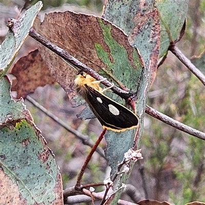 Anthela guenei (Four-Spot Anthelid) at Bombay, NSW - 17 Dec 2024 by MatthewFrawley