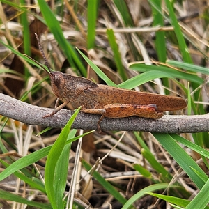 Goniaea australasiae (Gumleaf grasshopper) at Bombay, NSW by MatthewFrawley