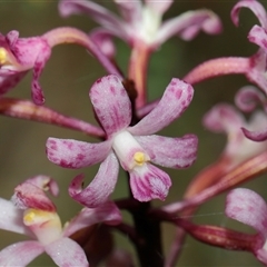 Dipodium roseum (Rosy Hyacinth Orchid) at Acton, ACT - 17 Dec 2024 by TimL