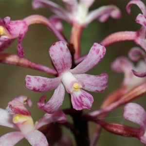 Dipodium roseum at Acton, ACT - suppressed