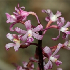 Dipodium roseum at Acton, ACT - 17 Dec 2024