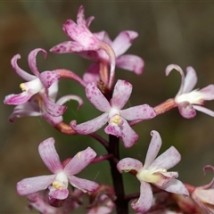 Dipodium roseum at Acton, ACT - 17 Dec 2024