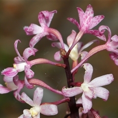 Dipodium roseum at Acton, ACT - suppressed