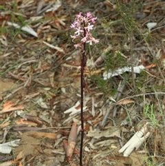 Dipodium roseum at Acton, ACT - suppressed